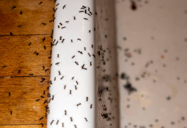 Best Ant Control Services  in Salida, CO